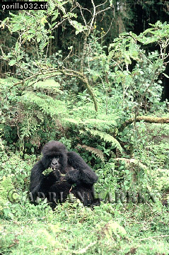 Mountain Gorilla, Gorilla g. beringei, gorilla20.jpg 
239 x 360 compressed image 
(130,383 bytes)