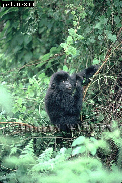 Mountain Gorilla, Gorilla g. beringei, gorilla21.jpg 
240 x 360 compressed image 
(108,600 bytes)