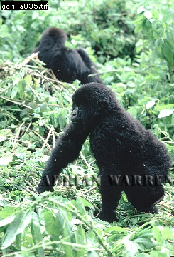 Mountain Gorilla, Gorilla g. beringei, gorilla23.jpg 
245 x 360 compressed image 
(108,068 bytes)