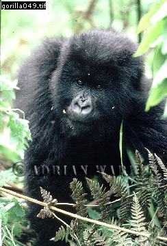 Mountain Gorilla, Gorilla g. beringei, gorilla55.jpg 
244 x 360 compressed image 
(98,350 bytes)