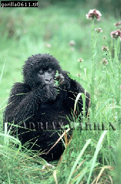 Mountain Gorilla, Gorilla g. beringei, gorilla57.jpg 
236 x 360 compressed image 
(93,187 bytes)