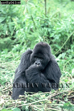 Mountain Gorilla, Gorilla g. beringei, gorilla61.jpg 
240 x 360 compressed image 
(92,942 bytes)