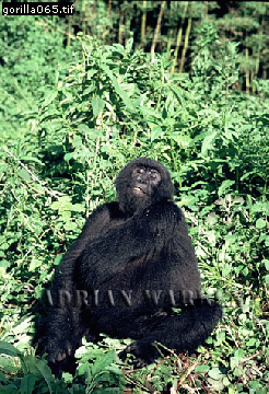 Mountain Gorilla, Gorilla g. beringei, gorilla62.jpg 
246 x 360 compressed image 
(128,441 bytes)