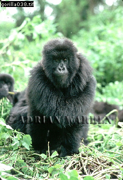 Mountain Gorilla, Gorilla g. beringei, gorilla64.jpg 
245 x 360 compressed image 
(98,786 bytes)