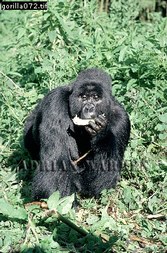 Mountain Gorilla, Gorilla g. beringei, gorilla65.jpg 
238 x 360 compressed image 
(121,011 bytes)