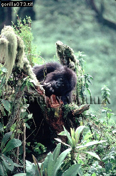 Mountain Gorilla, Gorilla g. beringei, gorilla66.jpg 
238 x 360 compressed image 
(105,821 bytes)