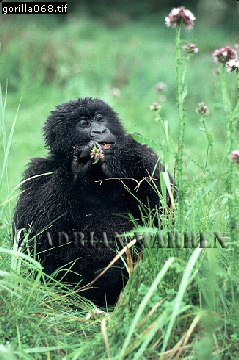 Mountain Gorilla, Gorilla g. beringei, gorilla67.jpg 
239 x 360 compressed image 
(94,169 bytes)