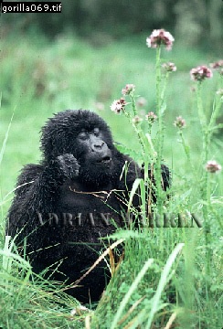 Mountain Gorilla, Gorilla g. beringei, gorilla68.jpg 
244 x 360 compressed image 
(95,456 bytes)