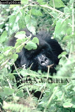 Mountain Gorilla, Gorilla g. beringei, gorilla69.jpg 
241 x 360 compressed image 
(102,759 bytes)