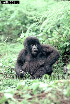 Mountain Gorilla, Gorilla g. beringei, gorilla70.jpg 
241 x 360 compressed image 
(96,335 bytes)