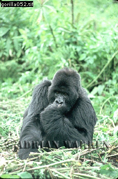 Mountain Gorilla, Gorilla g. beringei, gorilla71.jpg 
238 x 360 compressed image 
(97,201 bytes)