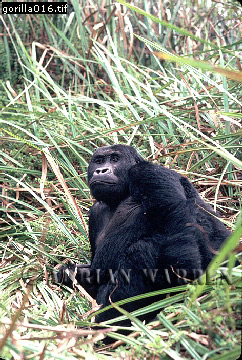 Mountain Gorilla, Gorilla g. beringei, gorilla73.jpg 
242 x 360 compressed image 
(127,990 bytes)
