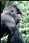 Gorilla, Preview of: 
gorilla03.jpg 
234 x 345 compressed image 
(82,116 bytes)