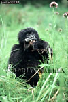 Gorilla, Preview of: 
gorilla07.jpg 
242 x 360 compressed image 
(99,528 bytes)