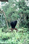 Gorilla, Preview of: 
gorilla09.jpg 
237 x 360 compressed image 
(122,278 bytes)