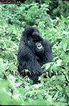 Gorilla, Preview of: 
gorilla10.jpg 
236 x 360 compressed image 
(98,172 bytes)