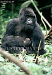 Gorilla, Preview of: 
gorilla11.jpg 
249 x 360 compressed image 
(93,963 bytes)