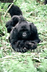 Gorilla, Preview of: 
gorilla13.jpg 
238 x 360 compressed image 
(104,871 bytes)