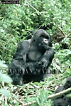 Gorilla, Preview of: 
gorilla14.jpg 
244 x 360 compressed image 
(120,178 bytes)