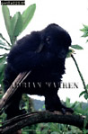 Gorilla, Preview of: 
gorilla15.jpg 
239 x 360 compressed image 
(68,517 bytes)