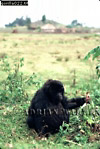 Gorilla, Preview of: 
gorilla16.jpg 
242 x 360 compressed image 
(92,928 bytes)