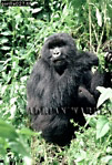 Gorilla, Preview of: 
gorilla17.jpg 
246 x 360 compressed image 
(123,303 bytes)