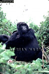 Gorilla, Preview of: 
gorilla18.jpg 
241 x 360 compressed image 
(76,670 bytes)