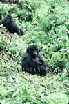Gorilla, Preview of: 
gorilla19.jpg 
243 x 360 compressed image 
(131,154 bytes)