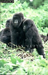 Gorilla, Preview of: 
gorilla22.jpg 
232 x 360 compressed image 
(92,609 bytes)