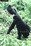 Gorilla, Preview of: 
gorilla23.jpg 
245 x 360 compressed image 
(108,068 bytes)