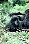Gorilla, Preview of: 
gorilla24.jpg 
241 x 360 compressed image 
(103,524 bytes)