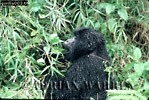 Gorilla, Preview of: 
gorilla25.jpg 
360 x 244 compressed image 
(130,044 bytes)