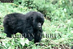 Gorilla, Preview of: 
gorilla26.jpg 
360 x 243 compressed image 
(105,543 bytes)