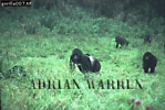 Gorilla, Preview of: 
gorilla27.jpg 
360 x 244 compressed image 
(108,794 bytes)