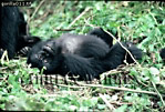 Gorilla, Preview of: 
gorilla28.jpg 
360 x 245 compressed image 
(113,829 bytes)