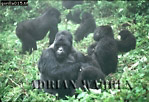 Gorilla, Preview of: 
gorilla29.jpg 
360 x 247 compressed image 
(106,124 bytes)