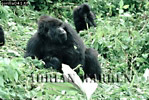 Gorilla, Preview of: 
gorilla49.jpg 
360 x 244 compressed image 
(123,221 bytes)