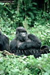 Gorilla, Preview of: 
gorilla50.jpg 
242 x 360 compressed image 
(99,112 bytes)