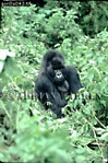 Gorilla, Preview of: 
gorilla51.jpg 
240 x 360 compressed image 
(102,678 bytes)