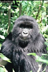 Gorilla, Preview of: 
gorilla52.jpg 
244 x 360 compressed image 
(108,180 bytes)