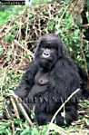 Gorilla, Preview of: 
gorilla53.jpg 
239 x 360 compressed image 
(108,861 bytes)