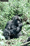 Gorilla, Preview of: 
gorilla54.jpg 
238 x 360 compressed image 
(118,833 bytes)