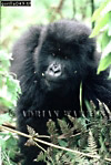 Gorilla, Preview of: 
gorilla55.jpg 
244 x 360 compressed image 
(98,350 bytes)