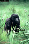 Gorilla, Preview of: 
gorilla56.jpg 
239 x 360 compressed image 
(88,489 bytes)