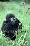 Gorilla, Preview of: 
gorilla57.jpg 
236 x 360 compressed image 
(93,187 bytes)