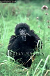 Gorilla, Preview of: 
gorilla58.jpg 
240 x 360 compressed image 
(94,586 bytes)