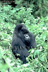 Gorilla, Preview of: 
gorilla59.jpg 
242 x 360 compressed image 
(98,716 bytes)