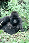 Gorilla, Preview of: 
gorilla60.jpg 
245 x 360 compressed image 
(104,361 bytes)