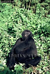 Gorilla, Preview of: 
gorilla62.jpg 
246 x 360 compressed image 
(128,441 bytes)