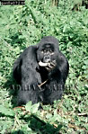 Gorilla, Preview of: 
gorilla65.jpg 
238 x 360 compressed image 
(121,011 bytes)